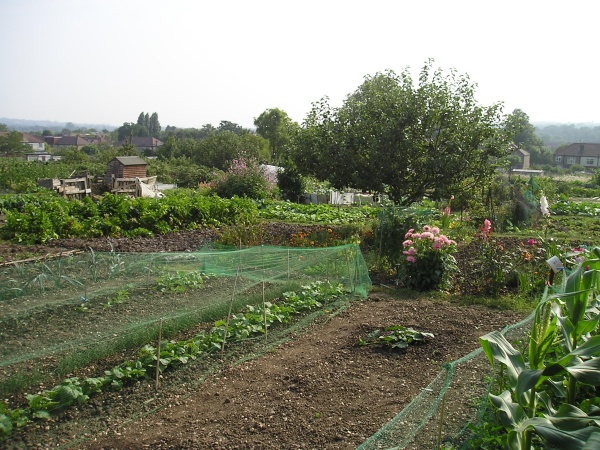 roding road allotments by ann andrews.jpg